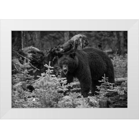 Black Bear, Yellowstone National Park White Modern Wood Framed Art Print by The Yellowstone Collection