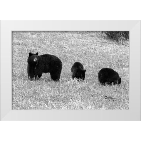 Blackbear Sow and Cubs, Yellowstone National Park White Modern Wood Framed Art Print by Frank, Corrie