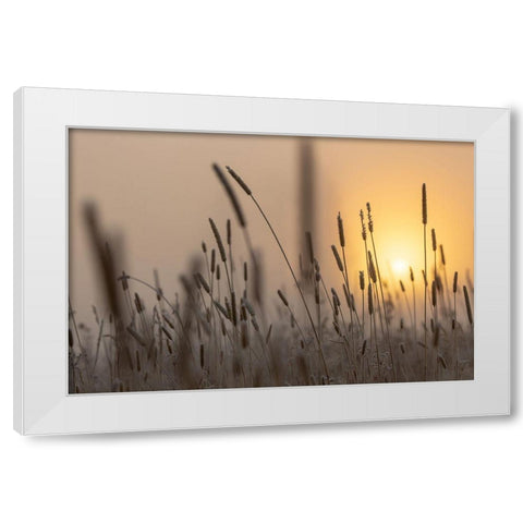 Backlit Grasses at Sunrise, Yellowstone National Park White Modern Wood Framed Art Print by The Yellowstone Collection
