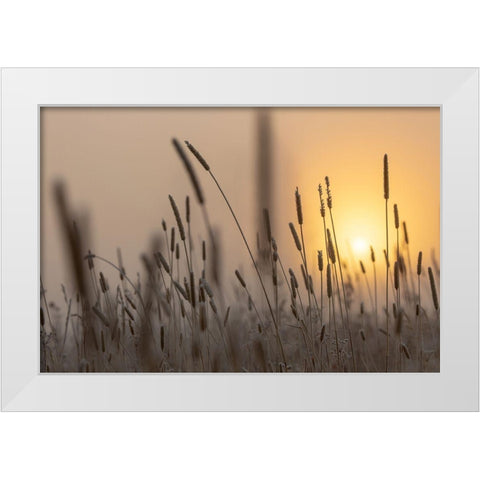 Backlit Grasses at Sunrise, Yellowstone National Park White Modern Wood Framed Art Print by The Yellowstone Collection