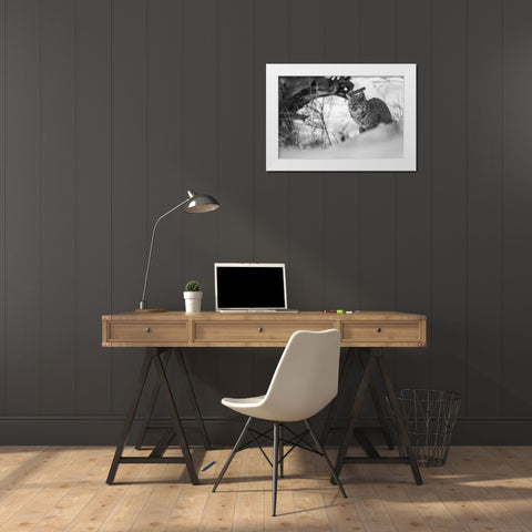 Bobcat along the Madison River, Yellowstone National Park White Modern Wood Framed Art Print by The Yellowstone Collection