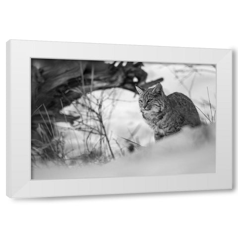 Bobcat along the Madison River, Yellowstone National Park White Modern Wood Framed Art Print by The Yellowstone Collection