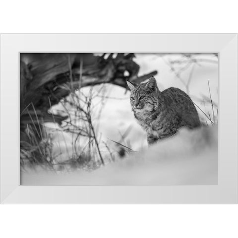 Bobcat along the Madison River, Yellowstone National Park White Modern Wood Framed Art Print by The Yellowstone Collection