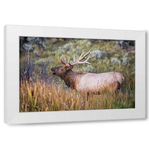 Bugling Elk, Mammoth Hot Springs, Yellowstone National Park White Modern Wood Framed Art Print by The Yellowstone Collection