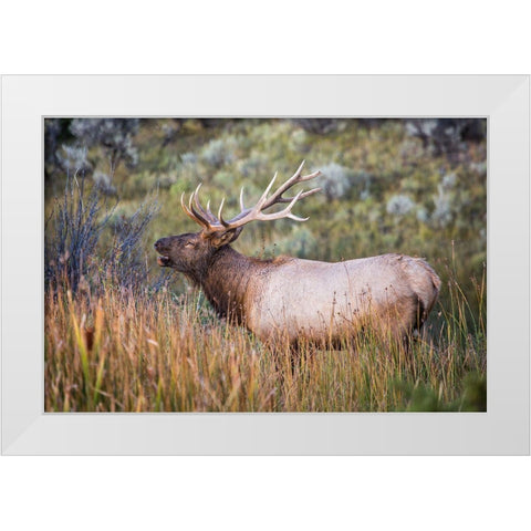 Bugling Elk, Mammoth Hot Springs, Yellowstone National Park White Modern Wood Framed Art Print by The Yellowstone Collection