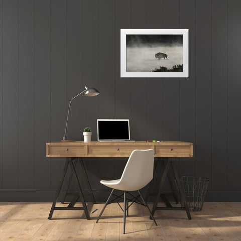 Bull Bison crossing Yellowstone River, Yellowstone National Park White Modern Wood Framed Art Print by Peaco, Jim
