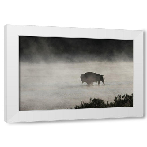 Bull Bison crossing Yellowstone River, Yellowstone National Park White Modern Wood Framed Art Print by Peaco, Jim