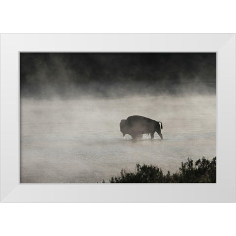 Bull Bison crossing Yellowstone River, Yellowstone National Park White Modern Wood Framed Art Print by Peaco, Jim