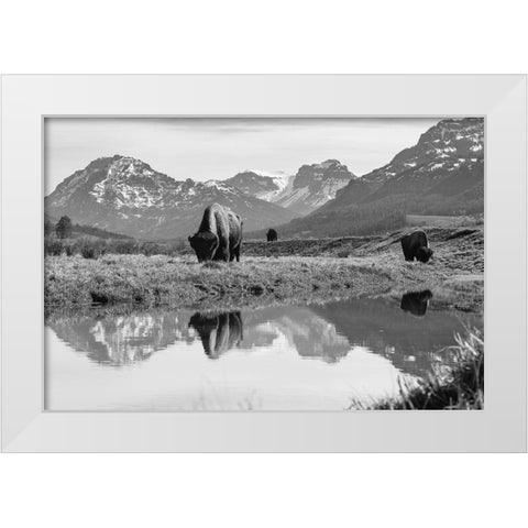 Bull Bison Graze in Lamar Valley, Yellowstone National Park White Modern Wood Framed Art Print by Frank, Jacob W.