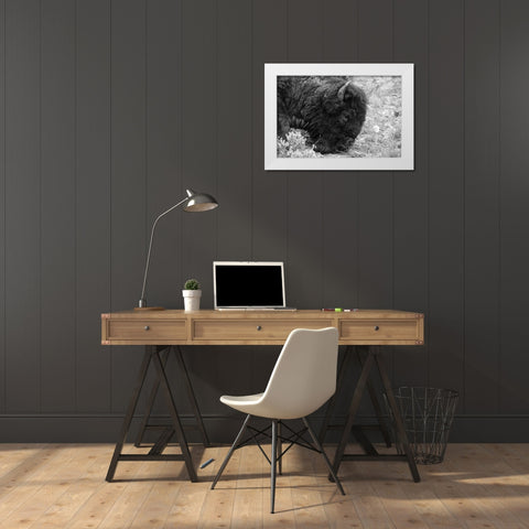 Bull Bison Graze in Lamar Valley, Yellowstone National Park White Modern Wood Framed Art Print by Frank, Jacob W.