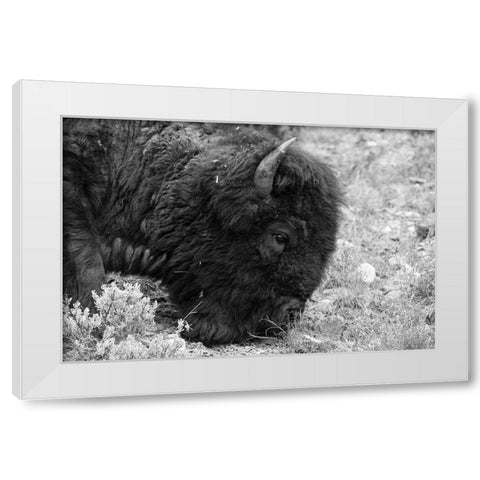 Bull Bison Graze in Lamar Valley, Yellowstone National Park White Modern Wood Framed Art Print by Frank, Jacob W.