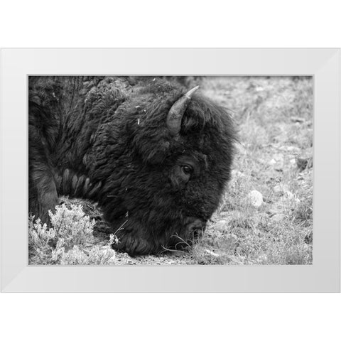 Bull Bison Graze in Lamar Valley, Yellowstone National Park White Modern Wood Framed Art Print by Frank, Jacob W.