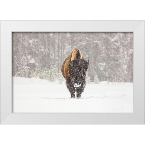 Bull Bison during a Snow Storm, Yellowstone National Park White Modern Wood Framed Art Print by Frank, Jacob W.