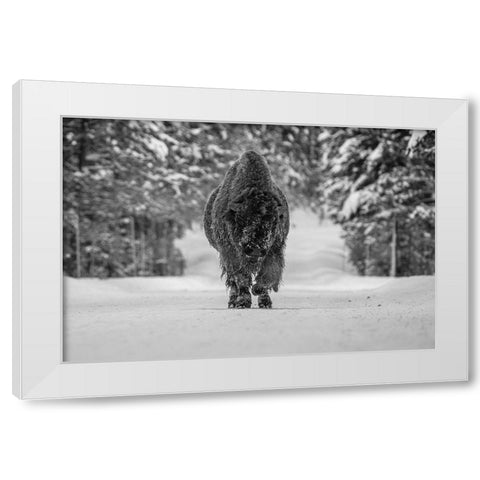 Bull Bison near Fishing Bridge, Yellowstone National Park White Modern Wood Framed Art Print by The Yellowstone Collection
