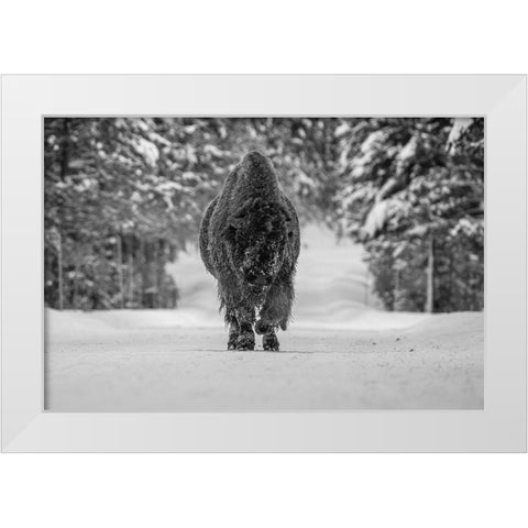 Bull Bison near Fishing Bridge, Yellowstone National Park White Modern Wood Framed Art Print by The Yellowstone Collection