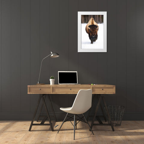 Bull Bison near Midway Geyser Basin, Yellowstone National Park White Modern Wood Framed Art Print by The Yellowstone Collection