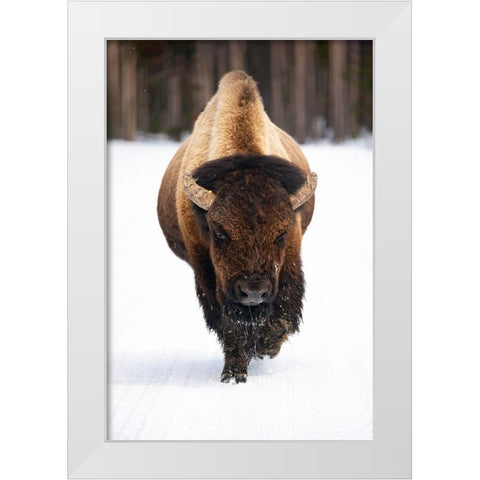 Bull Bison near Midway Geyser Basin, Yellowstone National Park White Modern Wood Framed Art Print by The Yellowstone Collection