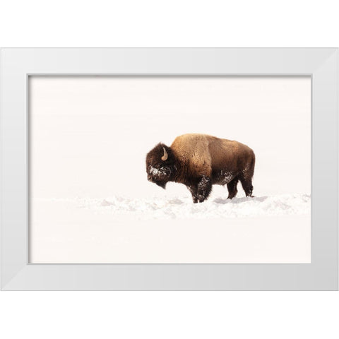 Bull Bison on a Winter Day, Yellowstone National Park White Modern Wood Framed Art Print by The Yellowstone Collection