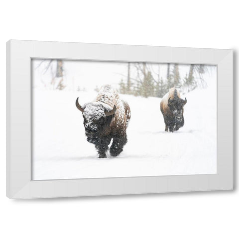 Bull Bison on the East Entrance Road, Yellowstone National Park White Modern Wood Framed Art Print by Frank, Jacob W.