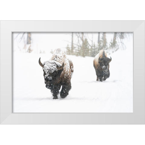 Bull Bison on the East Entrance Road, Yellowstone National Park White Modern Wood Framed Art Print by Frank, Jacob W.