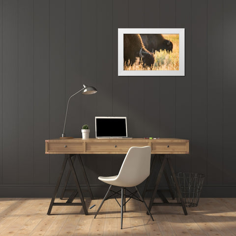 Bull Bison, Blacktail Deer Plateau, Yellowstone National Park White Modern Wood Framed Art Print by The Yellowstone Collection