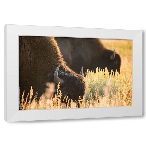 Bull Bison, Blacktail Deer Plateau, Yellowstone National Park White Modern Wood Framed Art Print by The Yellowstone Collection