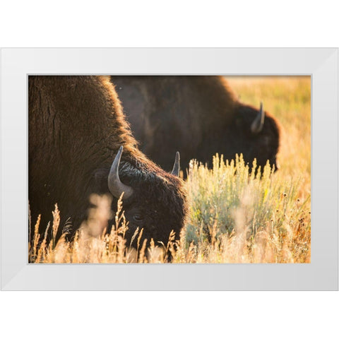 Bull Bison, Blacktail Deer Plateau, Yellowstone National Park White Modern Wood Framed Art Print by The Yellowstone Collection
