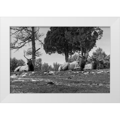 Bull Elk at Mammoth Hot Springs, Yellowstone National Park White Modern Wood Framed Art Print by Renkin, Diane