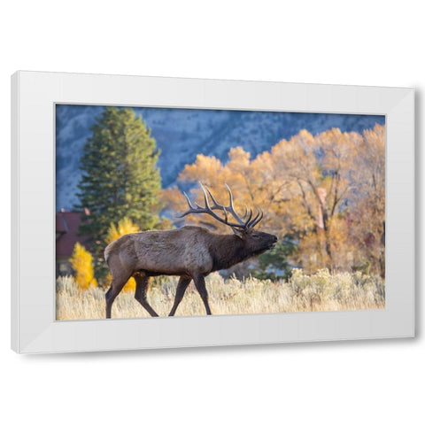 Bull Elk Bugling, Mammoth Hot Springs, Yellowstone National Park White Modern Wood Framed Art Print by The Yellowstone Collection