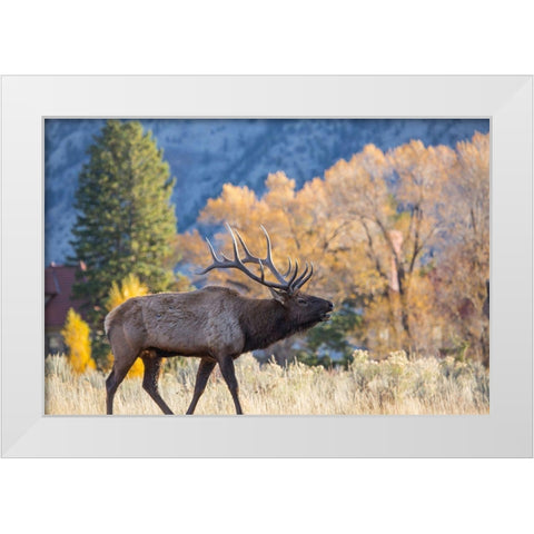 Bull Elk Bugling, Mammoth Hot Springs, Yellowstone National Park White Modern Wood Framed Art Print by The Yellowstone Collection