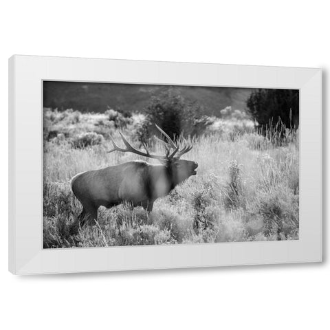 Bull Elk Bugling, Mammoth Hot Springs, Yellowstone National Park White Modern Wood Framed Art Print by The Yellowstone Collection