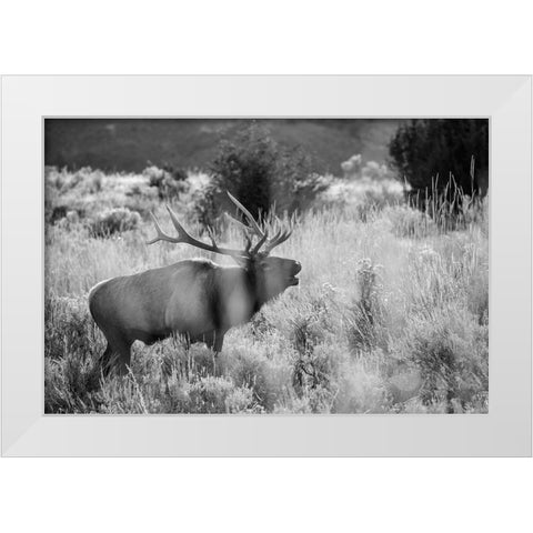 Bull Elk Bugling, Mammoth Hot Springs, Yellowstone National Park White Modern Wood Framed Art Print by The Yellowstone Collection