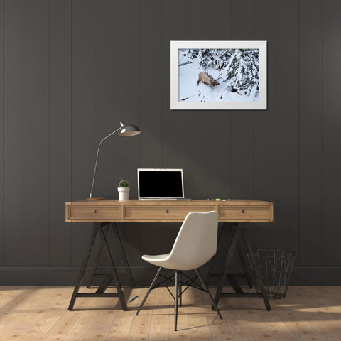 Bull Elk by Obsidian Creek, Yellowstone National Park White Modern Wood Framed Art Print by Peaco, Jim