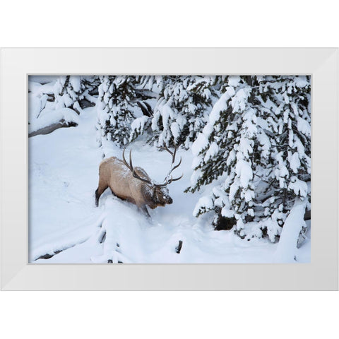 Bull Elk by Obsidian Creek, Yellowstone National Park White Modern Wood Framed Art Print by Peaco, Jim