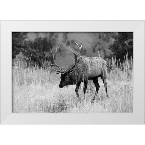 Bull Elk Grazing in Mammoth Hot Springs, Yellowstone National Park White Modern Wood Framed Art Print by The Yellowstone Collection