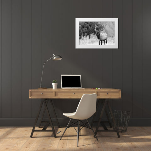 Bull Elk in Mammoth Hot Springs, Yellowstone National Park White Modern Wood Framed Art Print by The Yellowstone Collection