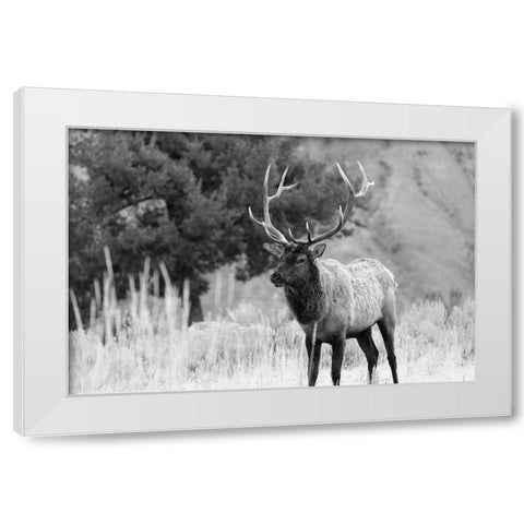 Bull Elk in Mammoth Hot Springs, Yellowstone National Park White Modern Wood Framed Art Print by The Yellowstone Collection