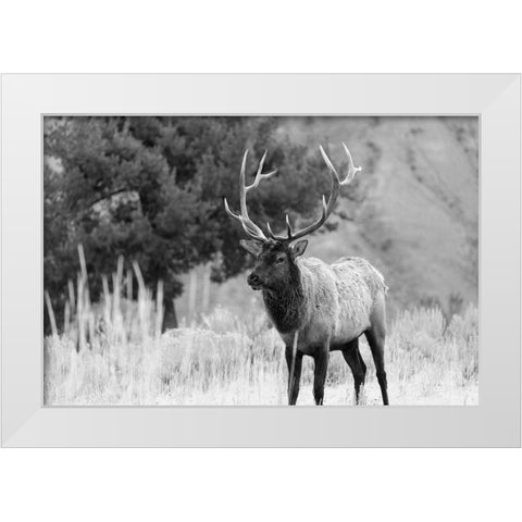 Bull Elk in Mammoth Hot Springs, Yellowstone National Park White Modern Wood Framed Art Print by The Yellowstone Collection