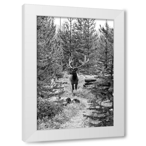 Bull Elk on a Trail, Yellowstone National Park White Modern Wood Framed Art Print by Frank, Jacob W.