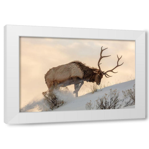 Bull Elk Searches for Food, Yellowstone National Park White Modern Wood Framed Art Print by The Yellowstone Collection