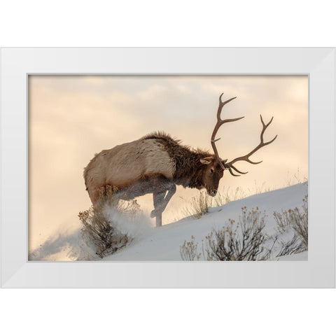 Bull Elk Searches for Food, Yellowstone National Park White Modern Wood Framed Art Print by The Yellowstone Collection