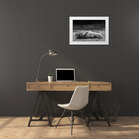 Bull Elk Sleeping in Spring, Yellowstone National Park White Modern Wood Framed Art Print by Herbert, Neal