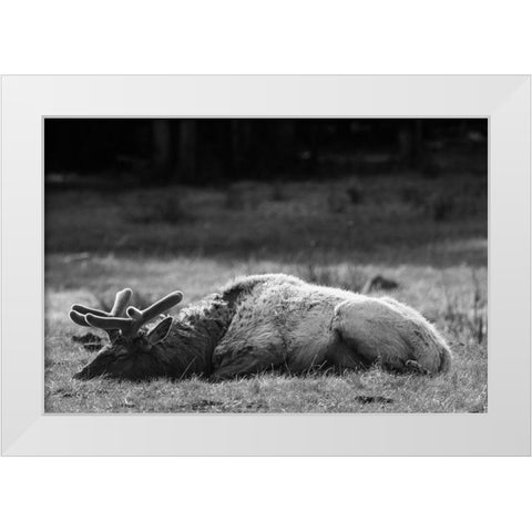Bull Elk Sleeping in Spring, Yellowstone National Park White Modern Wood Framed Art Print by Herbert, Neal