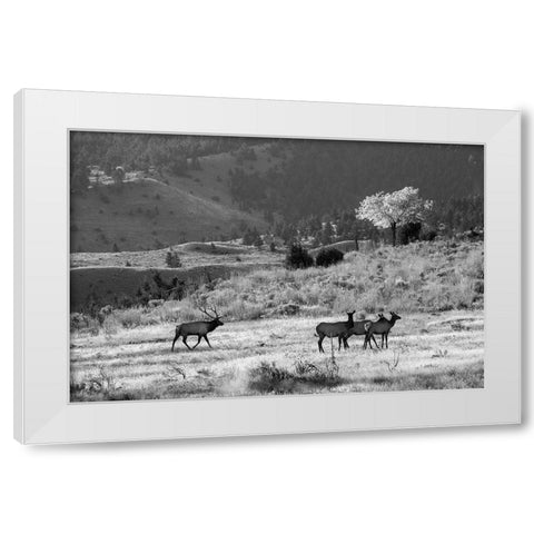 Bull Elk with Harem, Mammoth Hot Springs, Yellowstone National Park White Modern Wood Framed Art Print by The Yellowstone Collection