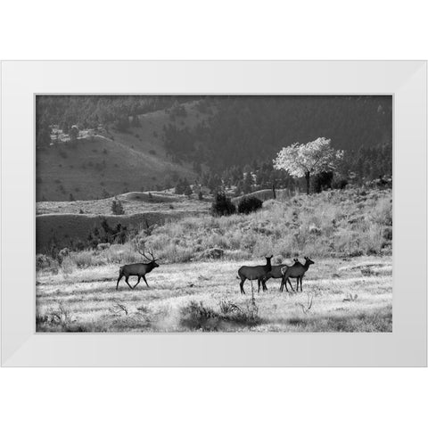 Bull Elk with Harem, Mammoth Hot Springs, Yellowstone National Park White Modern Wood Framed Art Print by The Yellowstone Collection