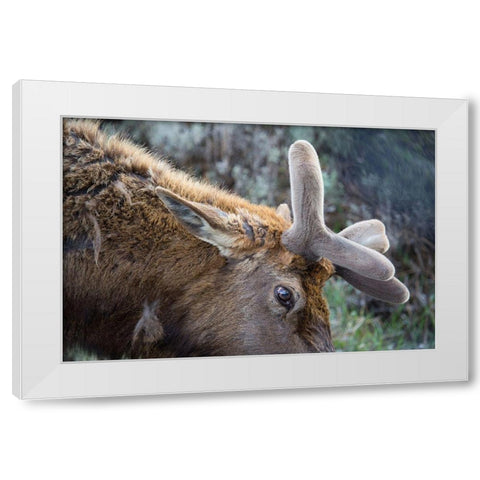 Bull Elk with Velvet on Antlers, Yellowstone National Park White Modern Wood Framed Art Print by Herbert, Neal