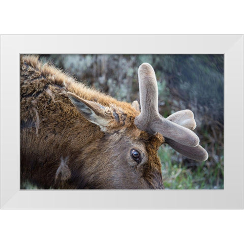 Bull Elk with Velvet on Antlers, Yellowstone National Park White Modern Wood Framed Art Print by Herbert, Neal