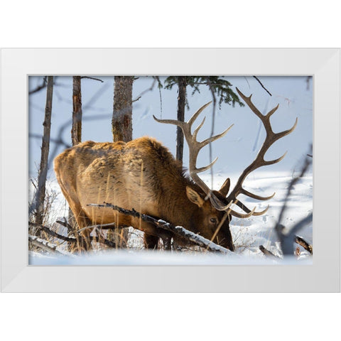 Bull Elk, Blacktail Deer Plateau, Yellowstone National Park White Modern Wood Framed Art Print by The Yellowstone Collection