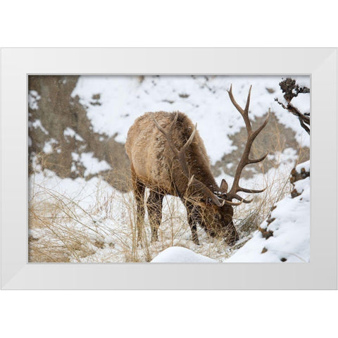 Bull Elk, Gardner River, Yellowstone National Park White Modern Wood Framed Art Print by The Yellowstone Collection
