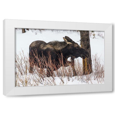 Bull Moose near Pebble Creek, Yellowstone National Park White Modern Wood Framed Art Print by The Yellowstone Collection